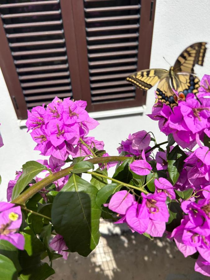 Garden Apartment Dina With Free Parking Split Exteriér fotografie